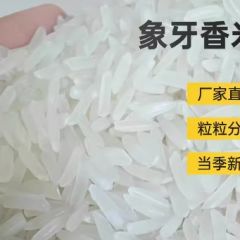 正宗长粒象牙香米10斤长粒香米新米丝苗米猫牙大米10kg一级米饭